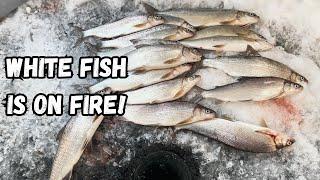 White Fish Sturgeon Bay Ice Fishing 2025 - FISH ARE ON FIRE!