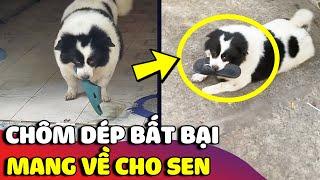 Chiếc chó mập với biệt tài 'CHÔM DÉP' bất bại mang về nhà cho Sen  | Gâu Đần