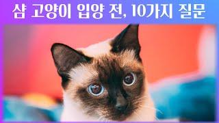 샴 고양이 입양 전 확인 해야하는 체크 포인트 10가지