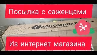 Посылка из Агромаркет 24.Получила саженцы.