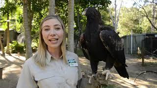 Meet the Stars of WildSkies - Wedge-tailed eagle