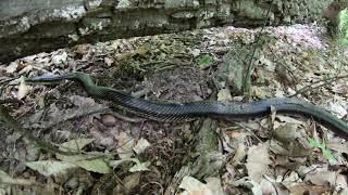 Rat Snake Release