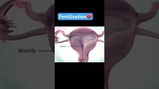 Fertilization 3D Animation #pregnancy #fertilization #3dvideo #fertilitycenter #pregnancyjourney