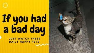 If you had a bad day, just watch these daily happy pets | Day 116