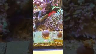 #reefaquarium #fishtank #coralreef #reef #reeftank #reeflife #reefer #coral #reef2reef #chill