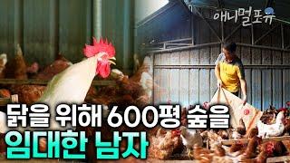 닭을 사랑해서 600평 숲을 닭집으로 만든 50대 부부 I KBS 자연의철학자들 220812 방송