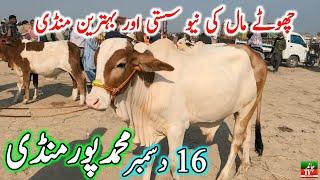 Muhammad Pur Cow Mandi | Zero Size Cholistani Nukre Ablk Sahiwal Bachre | Chand TV Punjab Farming