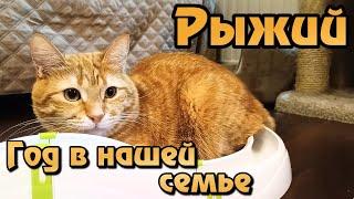 Рыжий. Год в нашей семье.