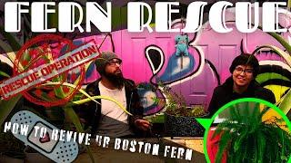 BOSTON FERN REVIVAL BASICS | How to Save Neglected Ferns - Overgrown Fern Makeover Tutorial Guide