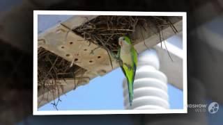 Wild Quaker Parrots in the Power Grid-SD