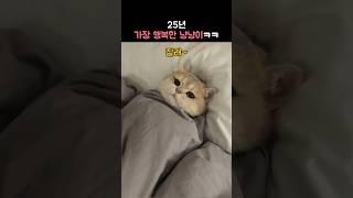 2025년 가장 행복한 냥냥이ㅋㅋ
