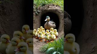 A Mother's Watchful Guidance: Ducklings Step Out into the World #duckling #chicks