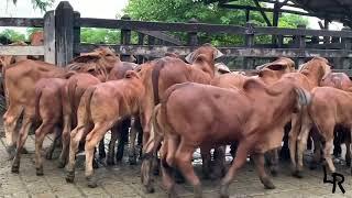 Terneros Brahman rojo LR