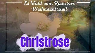 Es blüht eine Rose zur Weihnachtszeit - Das Lied von der Christrose (René Kollo)