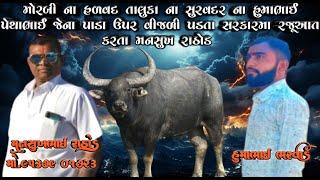 મોરબીના હળવદ તાલુકાના સુરવદરના હુમાભાઈ પેથાભાઈ ના પાડા ઉપર વીજળી પડતા સરકારમા રજૂઆત કરતા મનસુખરાઠોડ