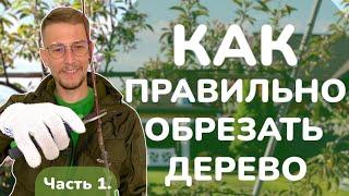 Как обрезать дерево правильно. Часть 1.