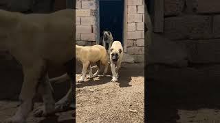 MOST aggressive Turkish Kangal dog transformation  #shorts #youtubeshorts