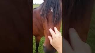 Peppermint Treats! #alphaacres #homesteading #family #horses #horselover #beautiful #horse