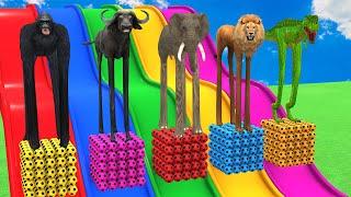 Long Slide Game With Elephant Gorilla Buffalo Hippopotamus Tiger - 3d Animal Game - Funny 3d Animals