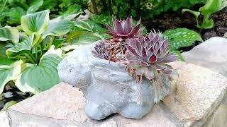 The most unpretentious plants for garden pots. Only the resistant ones remain. Potted garden 2025.