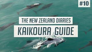 Wild Dolphins & Seals of Kaikoura  The BEST Wildlife Tour | New Zealand Guide #10