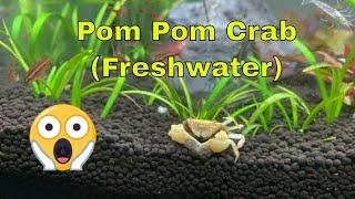 Pom Pom Crab (Rare Fully Aquatic Freshwater Crab!)