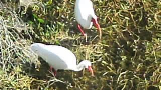 Sawgrass Lake Park St Petersburg Florida  March 2014