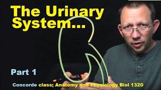 Urinary System anatomy part 1