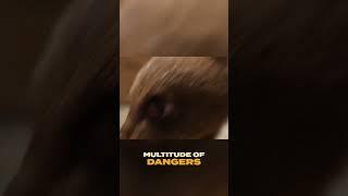 Heartwarming Rescue of Oregon Bear Cubs | Sedgwick County Zoo