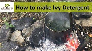 How to make Ivy Detergent | Coed Lleol (Small Woods Wales)