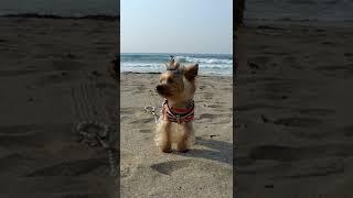 ヨーキーらんの海岸散歩/Yorkie,beach walk
