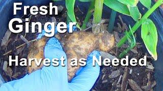 How to Grow Ginger in Container  HARVEST as Needed Garden FRESH - Plant Store Bought Now I Have Tons