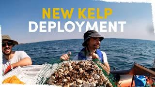 How we're changing our kelp deployments | VLOG