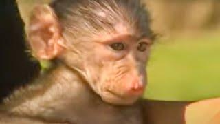 Animal Rescue | Orphaned Wild Animals | BBC Studios