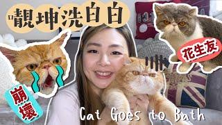 香港Vlog貓奴慎入!!貓貓去洗澡 異短貓世界比貓圍！我溶掉了｜菠蘿家族｜貓酒店｜貓 | Cat Bath |  Ah Veee