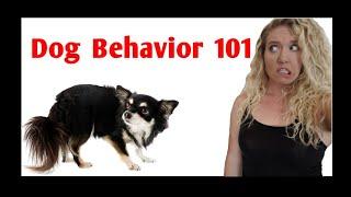 Dog Body Language: COMPLETE GUIDE to Dog Stress Signals