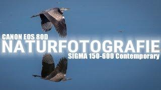 Vögel fotografieren mit der Canon EOS 80D und dem Sigma 150-600