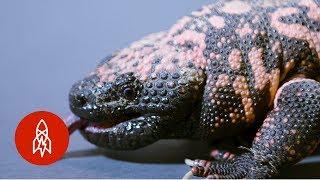 Up Close with Gila Monsters