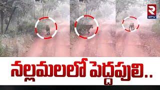 EXCLUSIVE VISUALS : నల్లమలలో పెద్దపులి || Tiger In Nallamala Forest || Kurnool || RTV