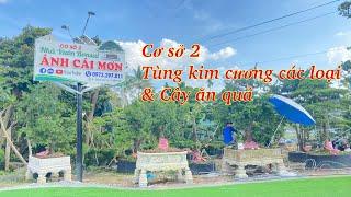 Cơ sở 2 đặc biệt Tùng các loại & cây ăn trái bon sai