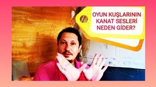 OYUN KUŞLARININ KANAT SESLERİ NEDEN GİDER? |OYUN KUŞU SEYİSLİĞİ |