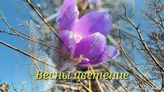 Весны цветение #весныцветение