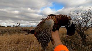 South Dakota Pheasant Hunting Public Land Roosters - KOL 240