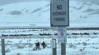 Elk Hunters In The National Elk Refuge Jackson Hole Wyoming December 2022