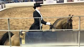 Scottsdale Arabian Horse Show February 2024