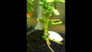 @uriahshelton [http://twitvid.com/LHBRI - New Fish!!! Wo...]