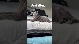 Before And After - Cat Edition  #cat #kitty #gatos