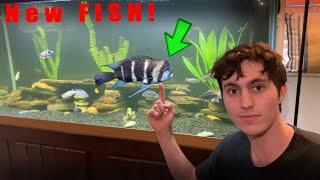 New PET Cichlid At the Bass Fishing Productions House (New Species)