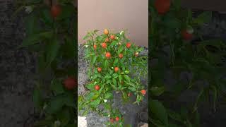 cherry chilli in my terrace garden #garden #plants