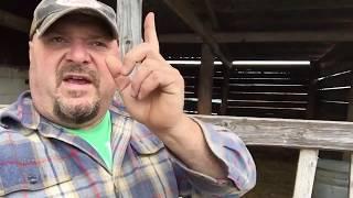 Bottle Calves Explained & Orphan Steer Calf!!!!